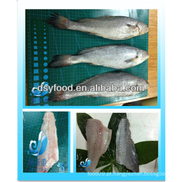 Frozen brown croaker fillet